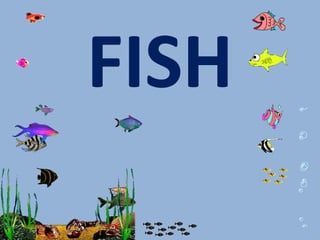 FISH 
 