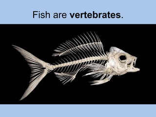 Fish are vertebrates. 
 