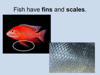Fish have fins and scales. 
 