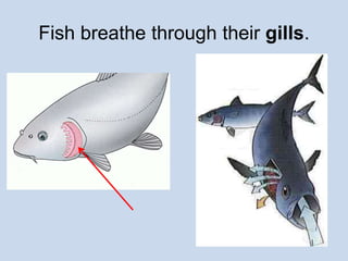 Fish breathe through their gills. 
 