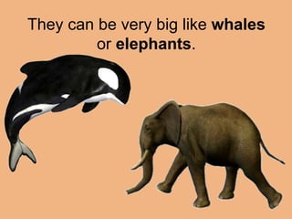 They can be very big like whales 
or elephants. 
 