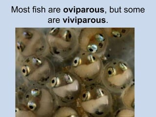 Most fish are oviparous, but some 
are viviparous. 
 