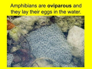 Amphibians are oviparous and 
they lay their eggs in the water. 
 