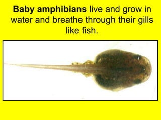Baby amphibians live and grow in 
water and breathe through their gills 
like fish. 
 