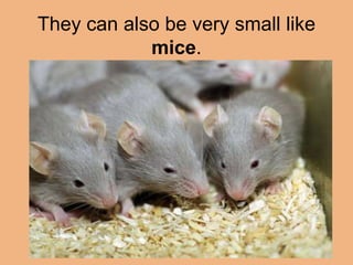They can also be very small like 
mice. 
 