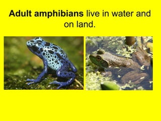 Adult amphibians live in water and 
on land. 
 