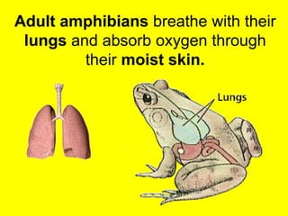 Adult amphibians breathe with their 
lungs and absorb oxygen through 
their moist skin. 
 