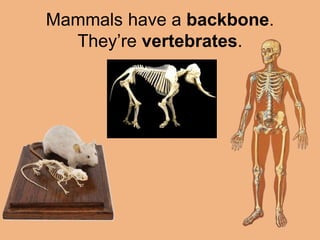 Mammals have a backbone. 
They’re vertebrates. 
 