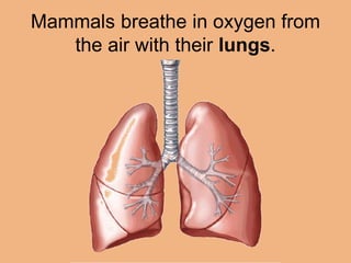 Mammals breathe in oxygen from 
the air with their lungs. 
 