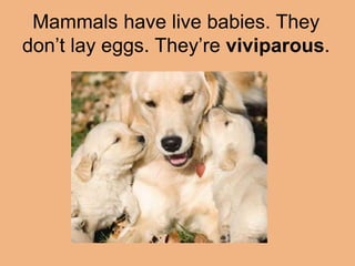 Mammals have live babies. They 
don’t lay eggs. They’re viviparous. 
 