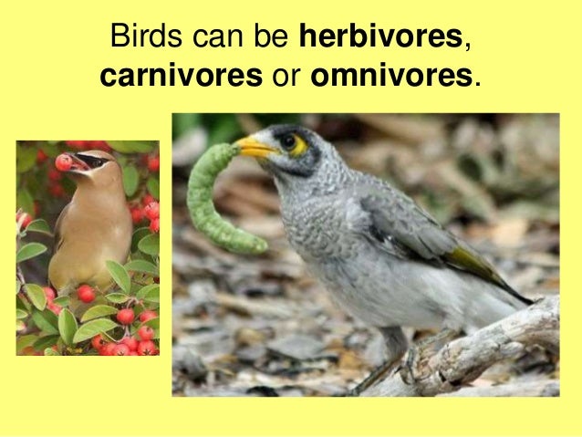 Resultado de imagen de omnivores birds