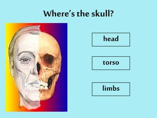 Where’s the skull?
head
torso
limbs
 