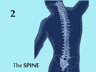2
The SPINE
 