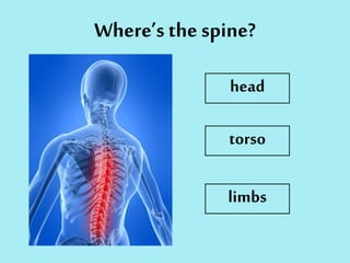 Where’s the spine?
head
torso
limbs
 