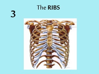 3
The RIBS
 