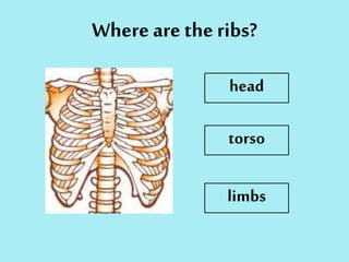 Where are the ribs?
head
torso
limbs
 