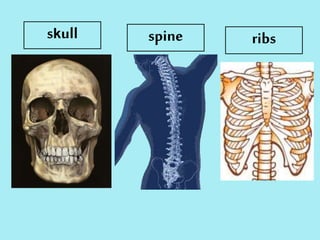 skull spine ribs
 