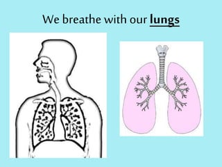 We breathe with our lungs
 