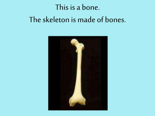 This is a bone.
The skeletonis made of bones.
 