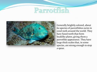 Generally brightly colored, about
60 species of parrotfishes swim in
coral reefs around the world. They
have fused teeth that form
beaklike plates, giving them a
parrotlike appearance. They have
large thick scales that, in some
species, are strong enough to stop
a spear.
 