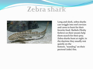 Long and sleek, zebra sharks
can wriggle into reef crevices
and caves to hunt for their
favorite food. Barbels (fleshy
feelers) on their snouts help
them search for their prey.
Zebra sharks hunt at night; in
the daytime they usually rest
quietly on the
bottom, “standing” on their
pectoral (side) fins.
 