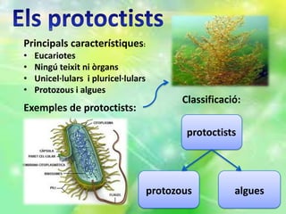 Principals característiques:
•   Eucariotes
•   Ningú teixit ni òrgans
•   Unicel·lulars i pluricel·lulars
•   Protozous i algues
                                             Classificació:
Exemples de protoctists:

                                              protoctists




                                      protozous          algues
 