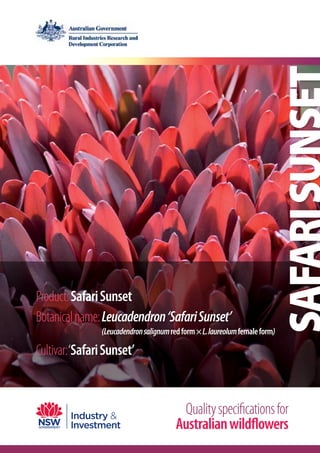 Product: Safari Sunset
Botanical name: Leucadendron ‘Safari Sunset’
(Leucadendron salignum red form × L. laureolum female form)

Cultivar: ‘Safari Sunset’

Quality specifications for
Australian wildflowers

 
