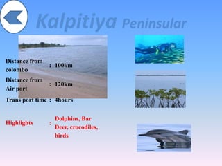 Kalpitiya Peninsular
Distance from
colombo
: 100km
Distance from
Air port
: 120km
Trans port time : 4hours
Highlights :
Dolphins, Bar
Deer, crocodiles,
birds
 