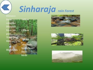 Sinharaja rain Forest
Distance
from
colombo
: 160km
Distance
from Air
port
: 195km
Trans port
time
: 7hours
Highlights :
elephant,
South bear.
Deer,
birds
 