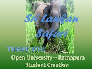 Sri Lankan
Safari
 