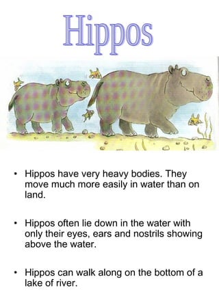 • Hippos have very heavy bodies. They
move much more easily in water than on
land.
• Hippos often lie down in the water with
only their eyes, ears and nostrils showing
above the water.
• Hippos can walk along on the bottom of a
lake of river.
 