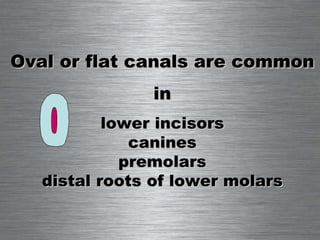 Oval or flat canals are common in lower incisors canines premolars distal roots of lower molars 
