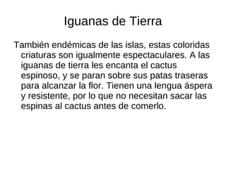 Iguanas de Tierra
También endémicas de las islas, estas coloridas
 criaturas son igualmente espectaculares. A las
 iguanas de tierra les encanta el cactus
 espinoso, y se paran sobre sus patas traseras
 para alcanzar la flor. Tienen una lengua áspera
 y resistente, por lo que no necesitan sacar las
 espinas al cactus antes de comerlo.
 