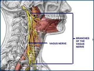 VAGUS NERVE BRANCHES OF THE VAGUS NERVE 