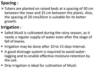 • Patel et al., studied the inter cropping in safed
  musli, and reported that safed musli as sole crop
  earned maximum p...