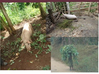 Safe Food, Fair Food in Uganda