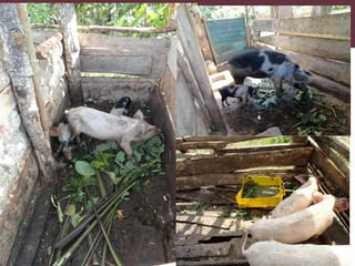 Safe Food, Fair Food in Uganda