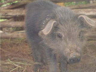 Safe Food, Fair Food in Uganda