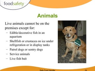 Safe Food Handler 24
Animals
Live animals cannot be on the
premises except for:
– Edible/decorative fish in an
aquarium
– Shellfish or crustacea on ice under
refrigeration or in display tanks
– Patrol dogs or sentry dogs
– Service animals
– Live fish bait
 