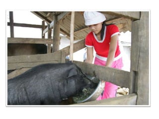 Occurrence of trichinellosis in indigenous pigs of ethnic minorities in Vietnam 
