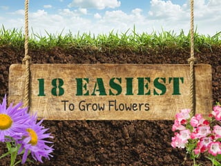 18 Easy-to-Grow Flowers