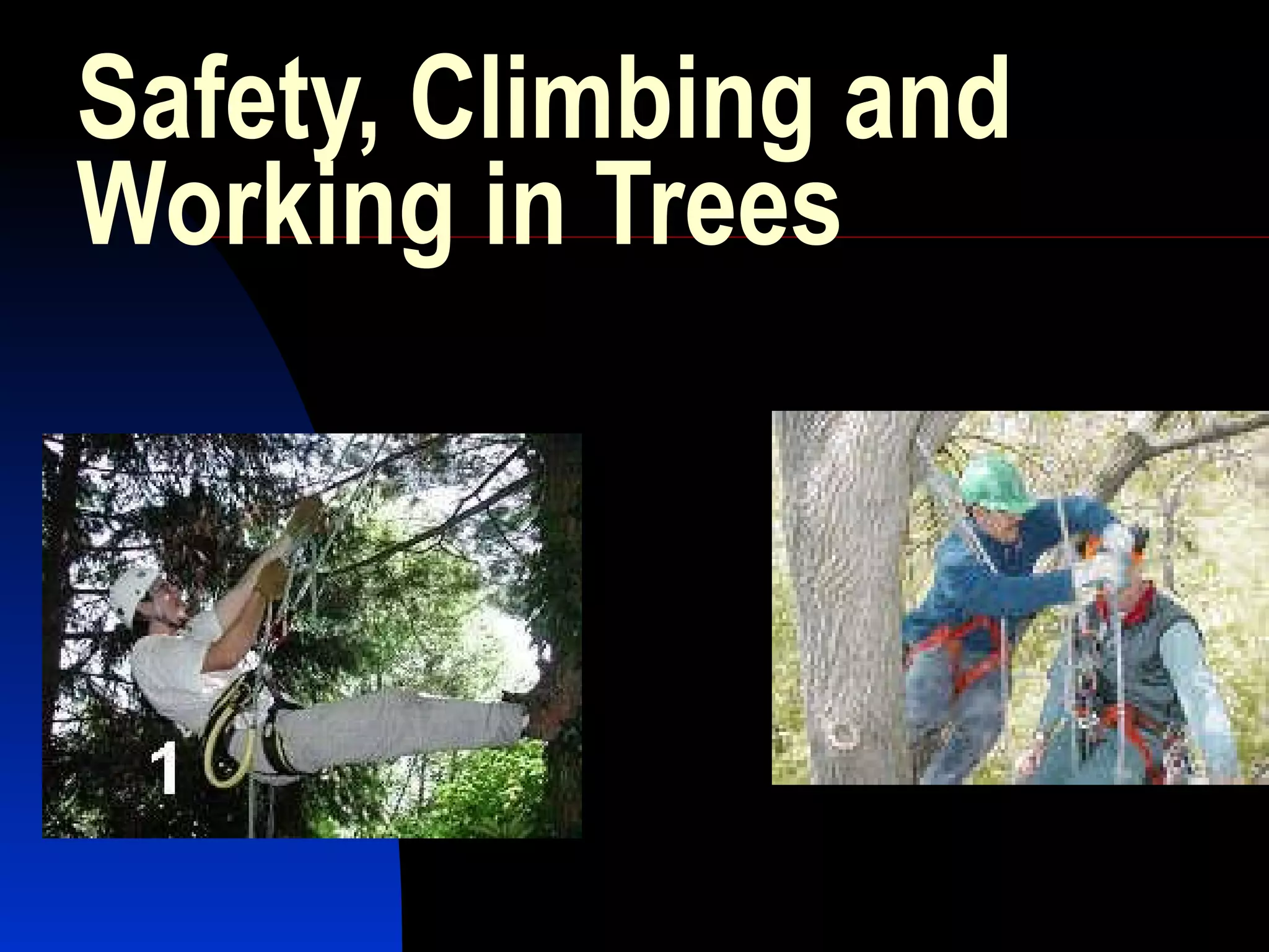Safety climbing and working in trees | PPT
