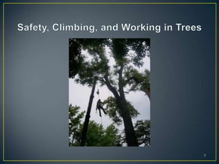 Safety, climbing, and working in trees | PPTX