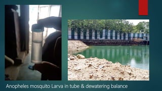Anopheles mosquito Larva in tube & dewatering balance
 