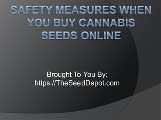 Safety Measures When You Buy Cannabis Seeds Online Brought To You By: https://TheSeedDepot.com 