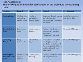Risk Assessment
The following is a sample risk assessment for the procedure of vaccinating
cattle
 