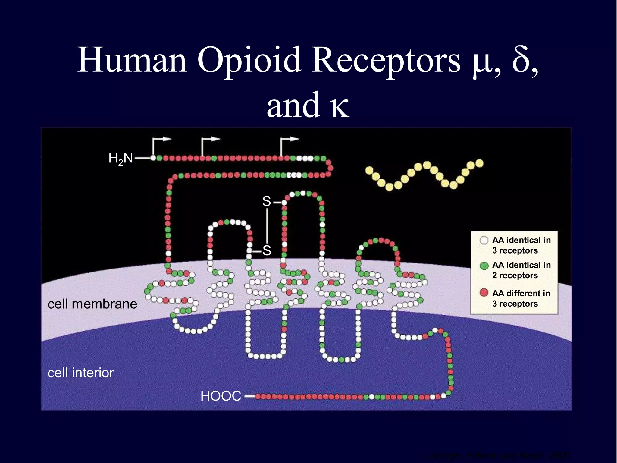 Human Opioid Receptors , ,
and
H2N
extracellular fluid

S

S

AA identical in
3 receptors
AA identical in
2 receptors
AA different in
3 receptors

cell membrane

cell interior
HOOC

LaForge, Yuferov and Kreek, 2000

 
