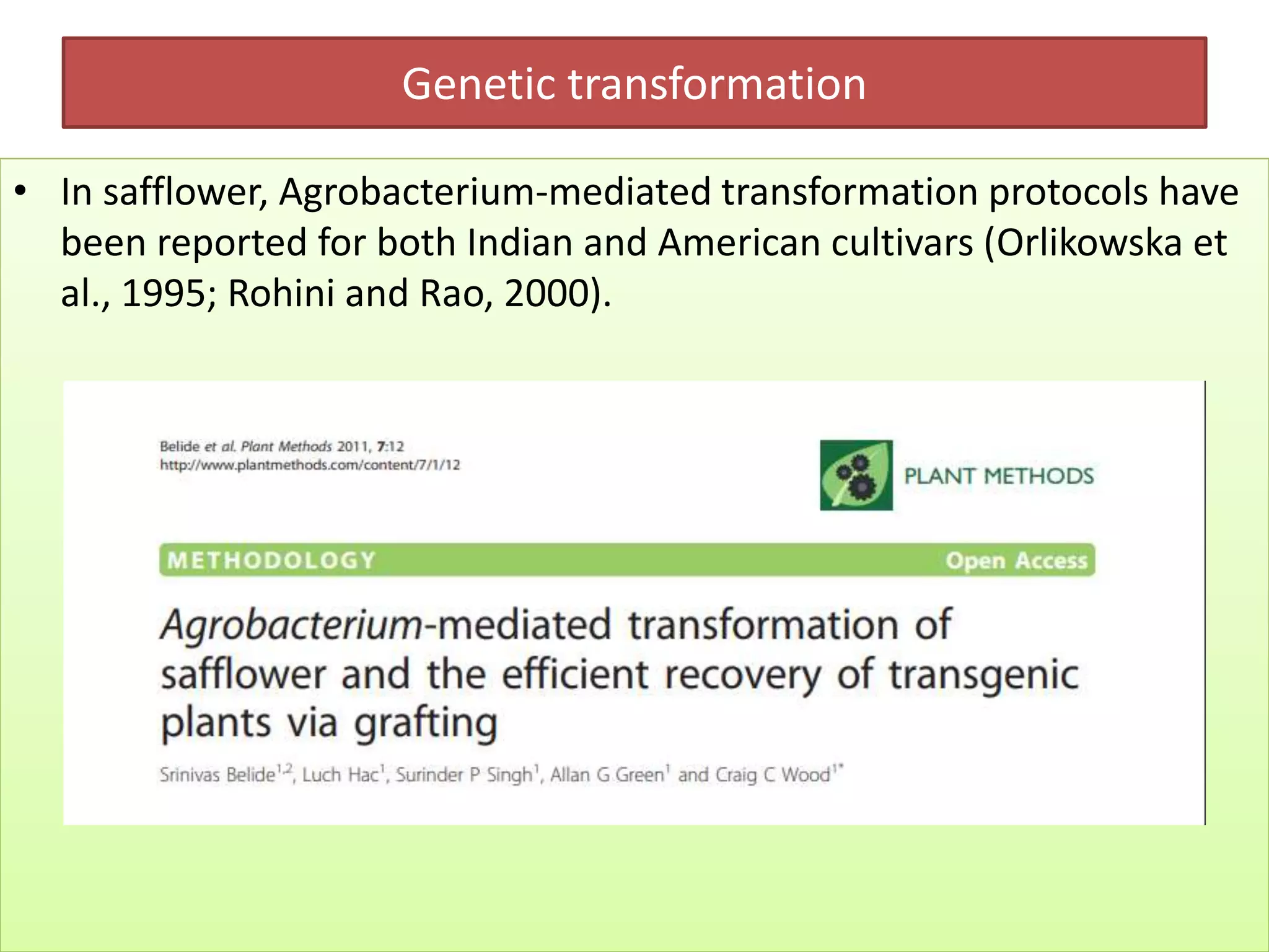 Genetic transformation
• In safflower, Agrobacterium-mediated transformation protocols have
been reported for both Indian and American cultivars (Orlikowska et
al., 1995; Rohini and Rao, 2000).
 