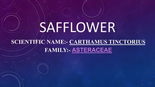 SCIENTIFIC NAME:- CARTHAMUS TINCTORIUS
FAMILY:- ASTERACEAE
SAFFLOWER
 