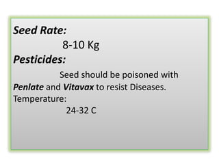Seed Rate:
8-10 Kg
Pesticides:
Seed should be poisoned with
Penlate and Vitavax to resist Diseases.
Temperature:
24-32 C
 